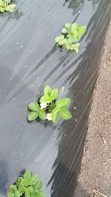 Клубника высаженная в середине мая, вся цветёт! смотреть онлайн