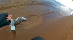 07.06.2025 Нева. Судак с берега.