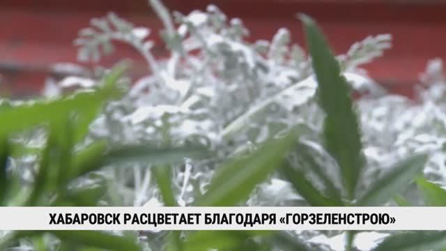 Хабаровск расцветает благодаря «Горзеленстрою»