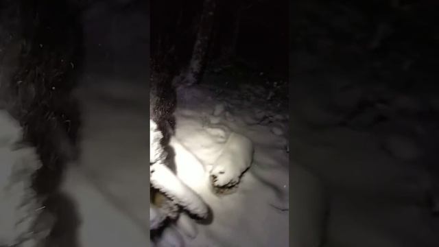 Впервые такой номер красивый цвет