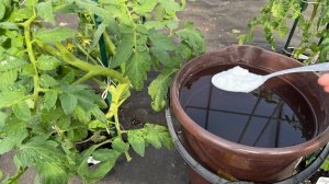 Подкормите этим томаты чтобы собирать урожай тоннами, даже чахлые бешено заплодоносят, не болеют