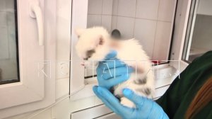 Зоозащитники ищут живодёров, которые ставят такие опыты над котятами, что у них отсыхают лапы