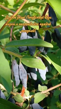 Доброе утро! Желаю продуктивного дня 👍🌺🫶#доброеутро #топ