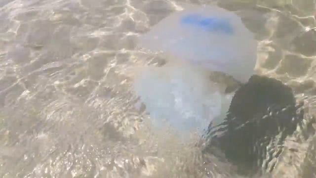 МЕДУЗА в Азовском море....