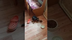 У Бакса счастье  . 
И сыт. И помыт. 
А скоро будет привит.