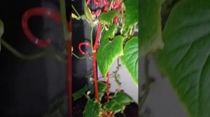 VID_20250610_001412.mp4