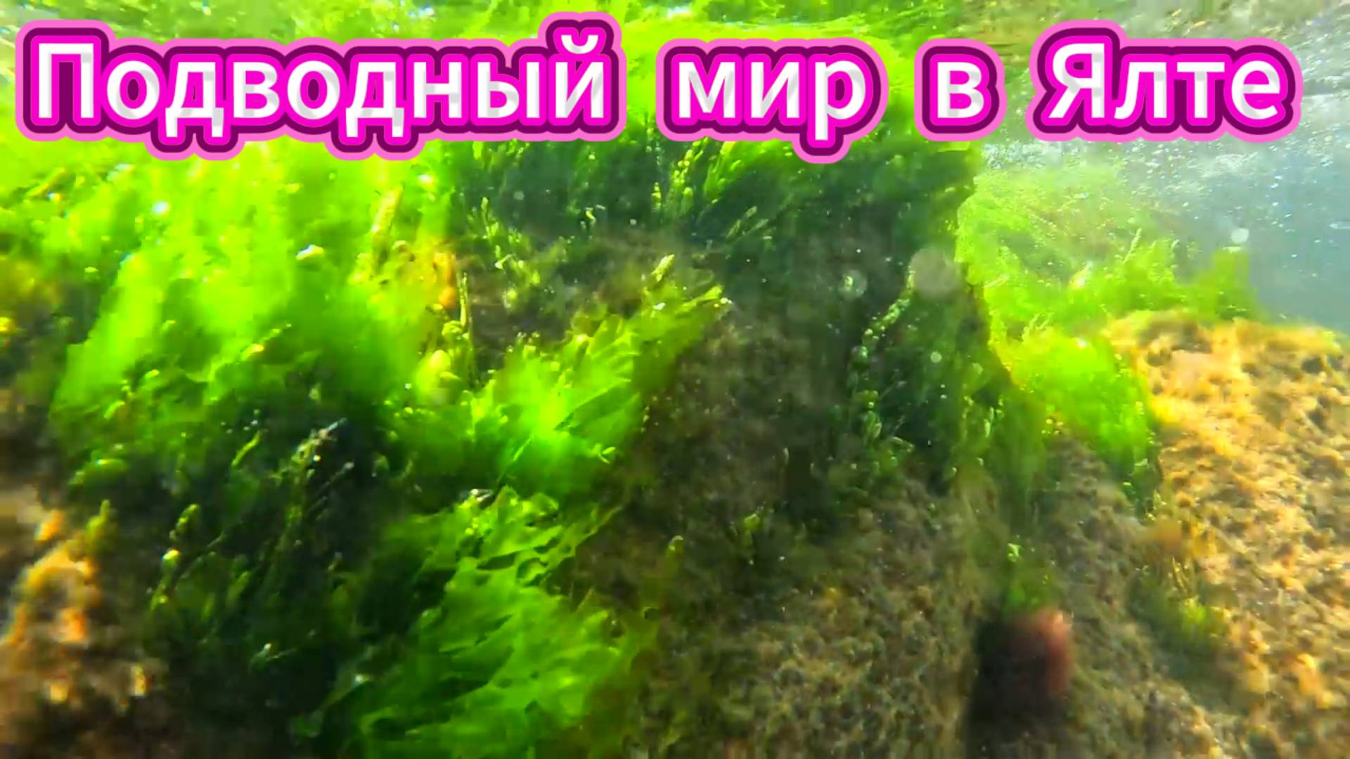 Ялта: погружение в морскую жизнь.Аквамир Крыма