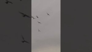 Голуби Андрея Юринова