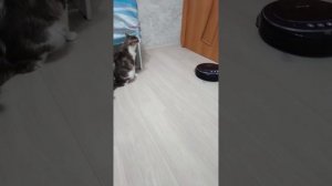 Сэм и робот-пылесос