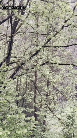 Ласі ў лесе: сустрэча, якая застанецца ў памяці! 🦌🌲 #ДзікаяПрырода #дикаяприрода