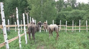 Верблюд Вадим, сбежавший от верблюдицы и примкнувший к стаду лосей, пойман