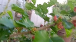 Шелковица в Татарстане плодоносит