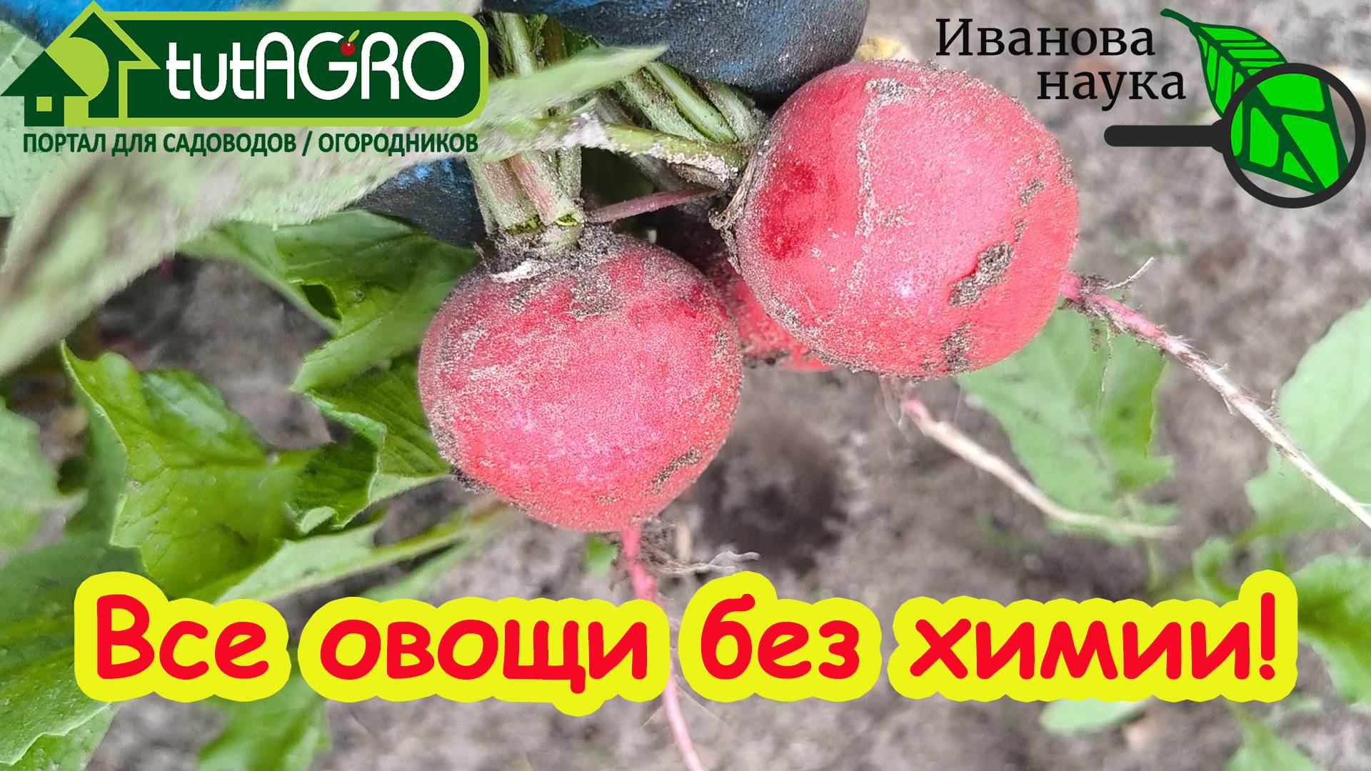 СОЧНЫЙ ХРУСТЯЩИЙ ИДЕАЛЬНЫЙ: редис без блошки, цветухи и химии. Сделайте так же для моркови и лука.
