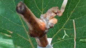 Прививки винограда через пять дней