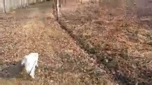 Прогулка по нашей деревнеИдём со Стёпой.Погода отличная!
