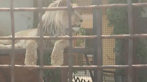 Поможем Шерхану вместе, всем миром построить " Львиное поместье". Минск 4 июня.