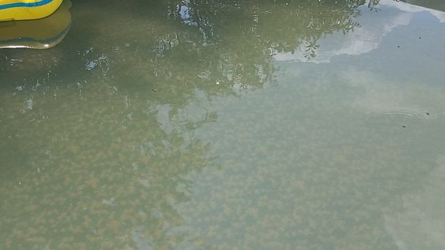 Правильная установка каркасного бассейна на. плитке.Очередная проблема пчелы прилетают на водопой.