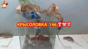 Крысоловка вариант (146) 🐀 Как сделать крысоловку своими руками и поймать кучу крыс 🐀🐁🐀