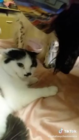 Как кошка с собакой... Это про них...)))