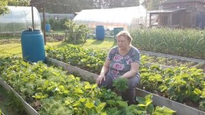 Пора делать заготовки на зиму.
