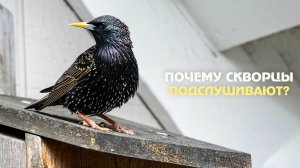 Скворцы: Мастера имитации и другие удивительные факты