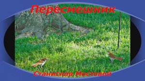 Пересмешник