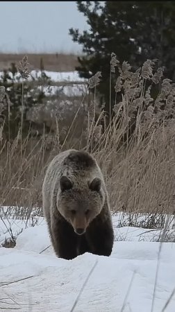 Бурый медведь и его третья весна на побережье Белого моря в НП "Онежское Поморье"
