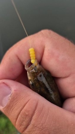 Классные силиконовые приманки для мормышинга. Стрейч силикон с Алиэкспресс. Приманки для рыбалки