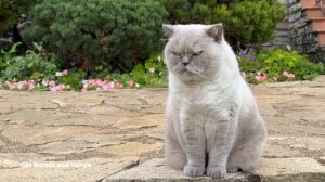 Милые котики. Хорошо под елочкой Барсику.