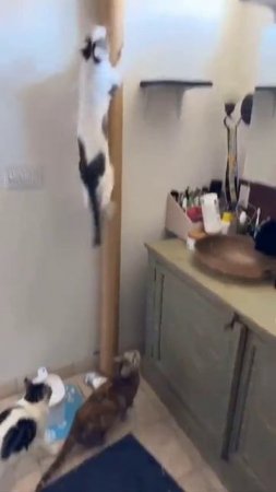 Всё для котиков