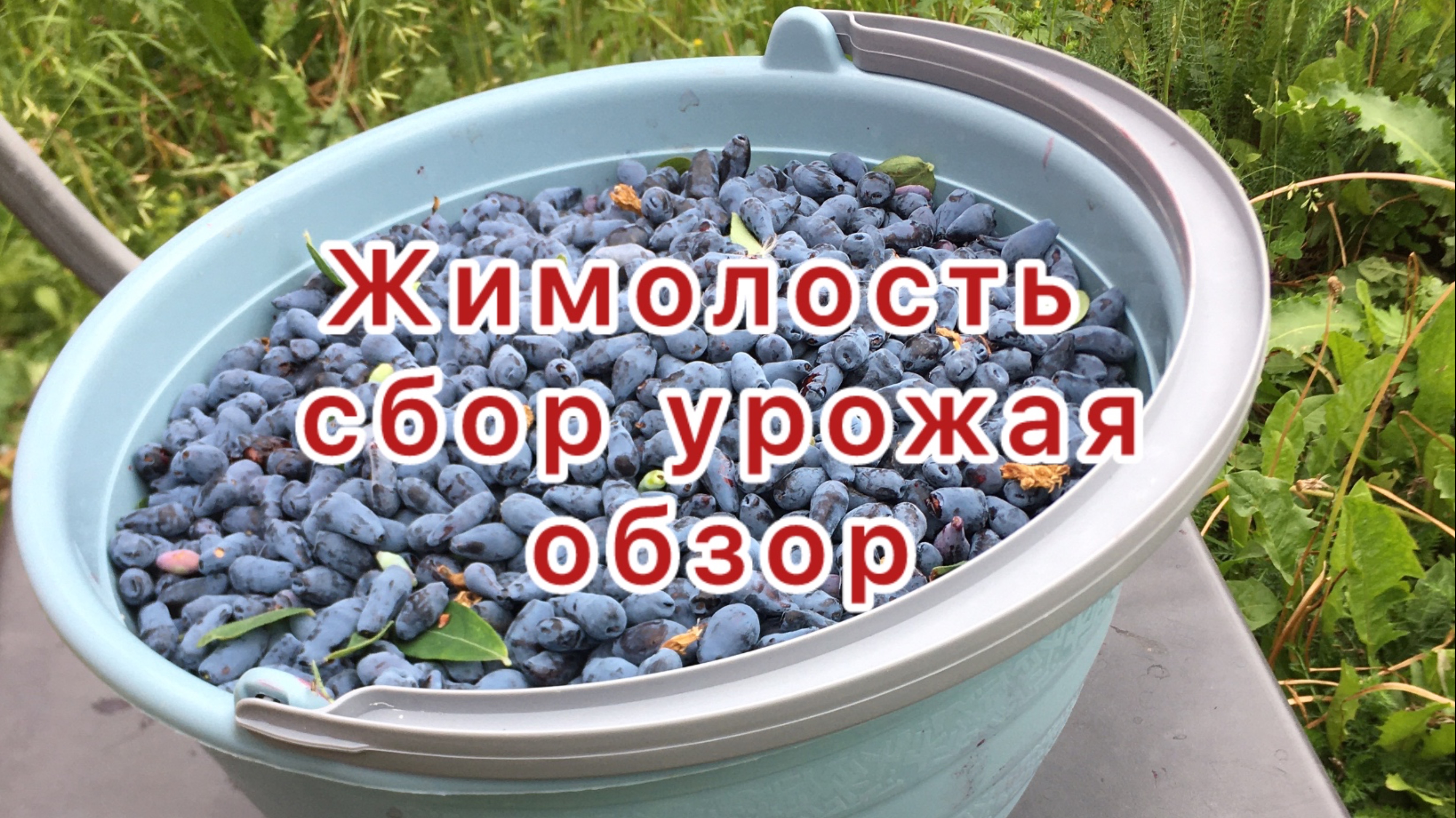 Жимолость сбор урожая.
Обзор.