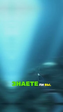 Океан – крупнейшее КЛАДБИЩЕ?