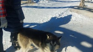 Поездка на эко ферму  В моих лугах, в селе Новый Буян Са