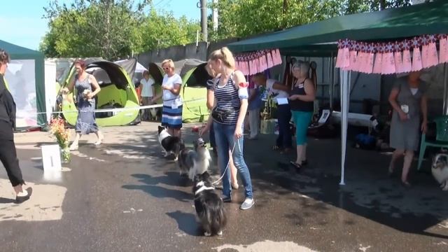 17 07 2016 ПК шелти ветераны выбор ЛВ смотреть онлайн