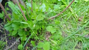 абрикосы и инжир на среднем Урале