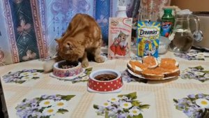 День рождения котёнка Баси. Басе полгода.