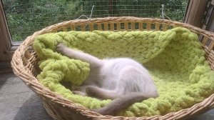 Какой милый котенок, и разговаривает со мной