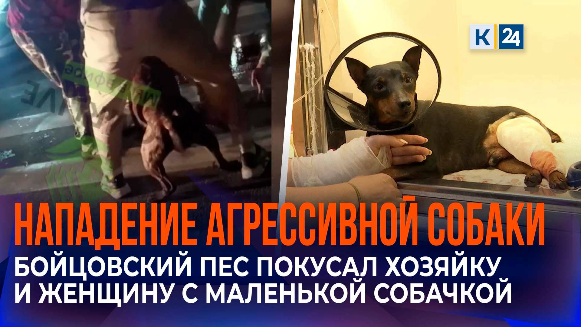 Бойцовский пес напал на женщину с маленькой собачкой в Краснодаре