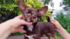 #МИНИ #чихуахуа #КОББИ тип #ЦЕНА в видео ХАЛИСИ 5 месяцев #купить 89215950848 #продаю