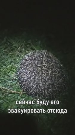 спасаем ежика