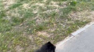 Прогулка с собакой