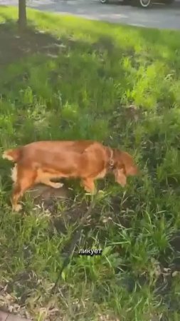 Джейн проснулась, хвост виляет🐕🦺