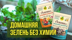 Домашняя зелень без химии