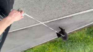 Прогулка с собакой