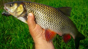 ГОЛАВЛИ БЕЛАРУСИ. Воблер Jackall Chubby 38F ЗНАЕТ СВОЕ ДЕЛО.