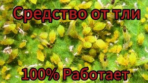 Как быстро избавиться от тли.Самое эффективное средство