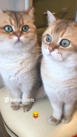 Очень умные и дружелюбные животные.😊