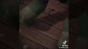 черепашки ниндзя