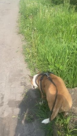Немедленно стоим Bublikbul43