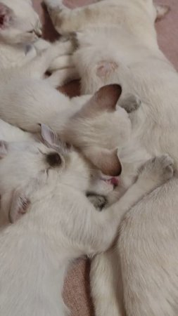 Котята это всегда милота